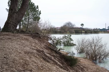 Etang de Paloumey   Racines au bord de l'eau.